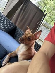 Found/Stray Male Dog last seen on the side walk., San Antonio, TX 78250
