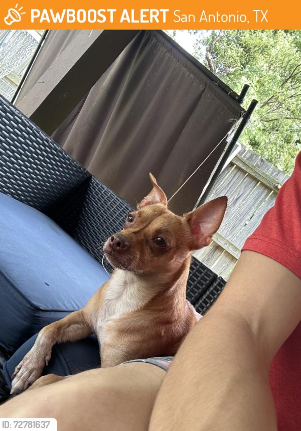 Found/Stray Male Dog last seen on the side walk., San Antonio, TX 78250