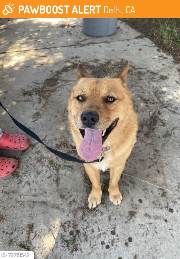 Found/Stray Male Dog last seen Letteau Avenue , Delhi, CA 95315