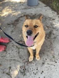 Found/Stray Male Dog last seen Letteau Avenue , Delhi, CA 95315