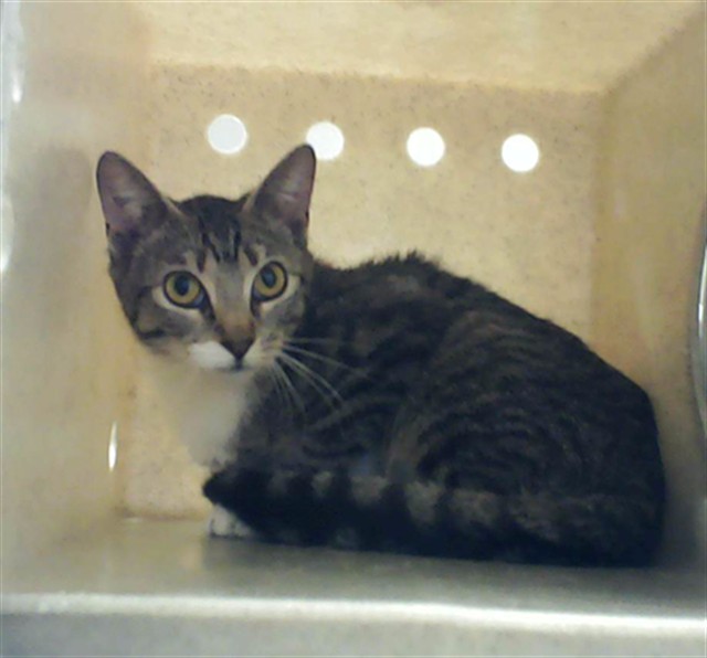 Shelter Stray Female Cat last seen Near BLOCK TAMARACK DR, FAYETTEVILLE NC 28311, Fayetteville, NC 28306