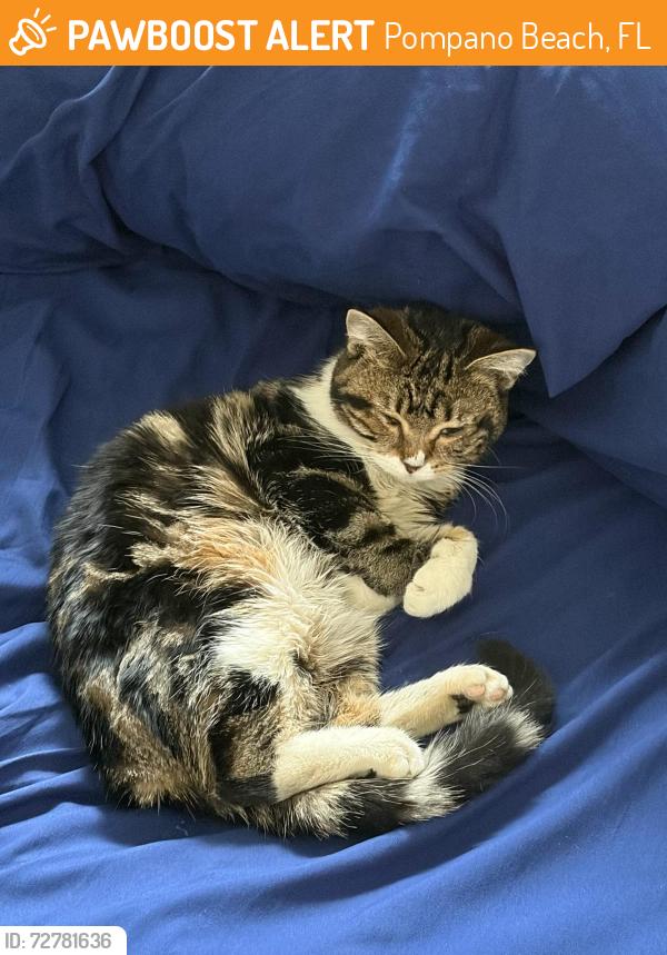 Found/Stray Unknown Cat last seen NE 1st Ave and Federal Hwy, Pompano Beach, FL 33064