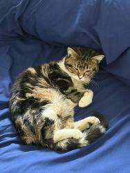 Found/Stray Unknown Cat last seen NE 1st Ave and Federal Hwy, Pompano Beach, FL 33064