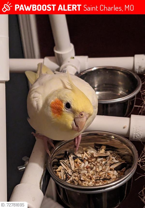 Lost Female Bird last seen St. Charles Hills, Saint Charles, MO 63301