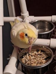 Lost Female Bird last seen St. Charles Hills, Saint Charles, MO 63301