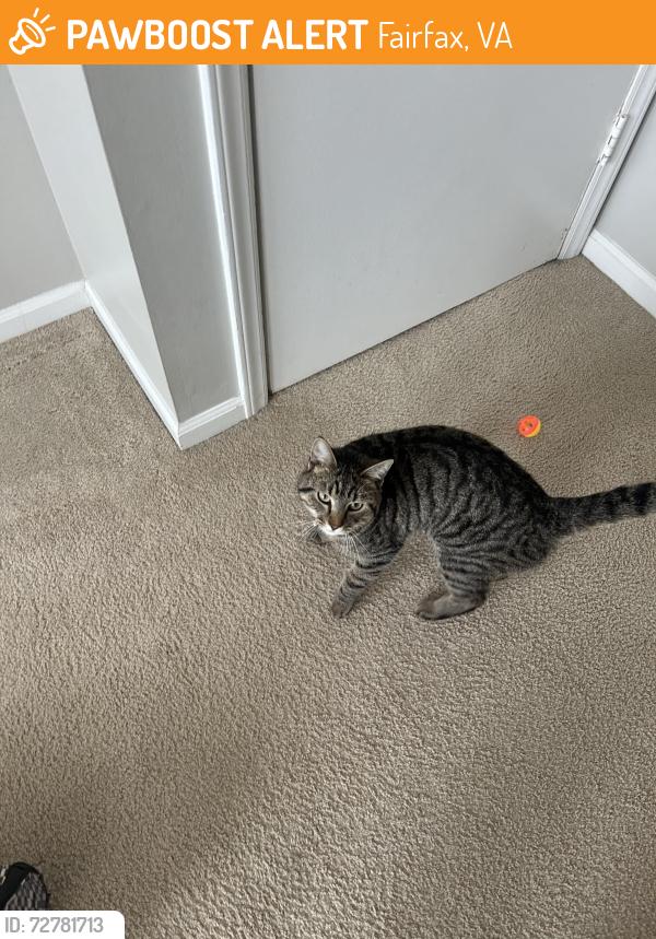 Found/Stray Male Cat last seen In the planet fitness parking lot, Fairfax, VA 22033