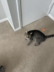 Found/Stray Male Cat last seen In the planet fitness parking lot, Fairfax, VA 22033