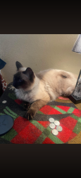 Lost Male Cat last seen Mesquite Tree, Lacy Lakeview, TX 76705