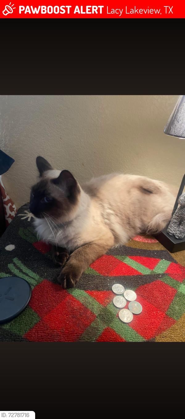 Lost Male Cat last seen Mesquite Tree, Lacy Lakeview, TX 76705