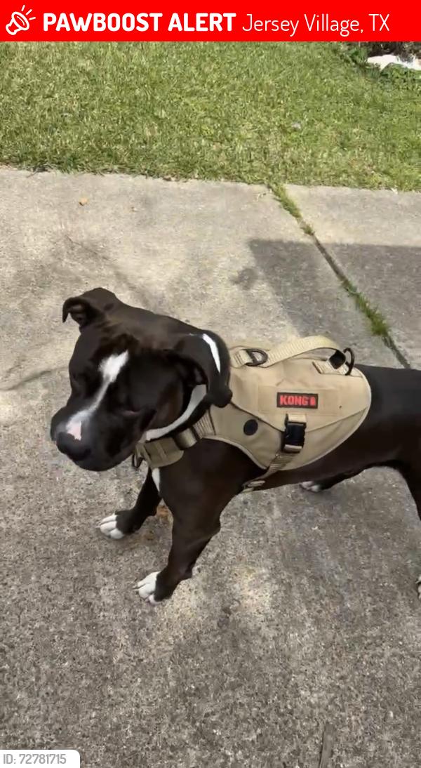 Lost Male Dog last seen fallbrook dr, jones rd, west rd, 1960, Jersey Village, TX 77040