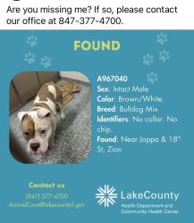 Found/Stray Male Dog last seen Joppa and 18th St, Zion, IL 60099, Zion, IL 60099