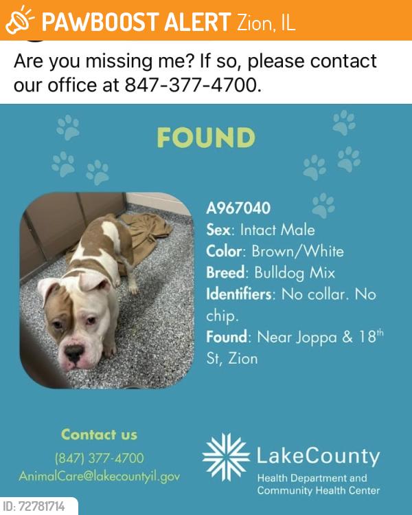 Found/Stray Male Dog last seen Joppa and 18th St, Zion, IL 60099, Zion, IL 60099