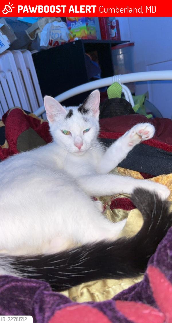 Lost Female Cat last seen Old mount pleasant road Cumberland , Cumberland, MD 21502