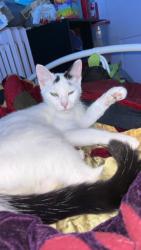 Lost Female Cat last seen Old mount pleasant road Cumberland , Cumberland, MD 21502