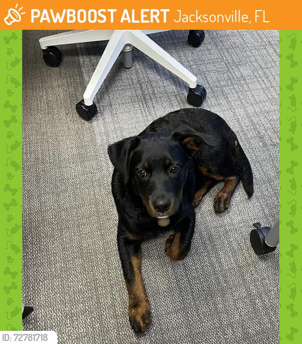 Found/Stray Unknown Dog last seen Bowden , Jacksonville, FL 32216