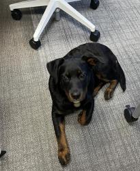 Found/Stray Unknown Dog last seen Bowden , Jacksonville, FL 32216