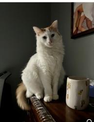 Lost Male Cat last seen Walden Lake, Plant City, FL 33566