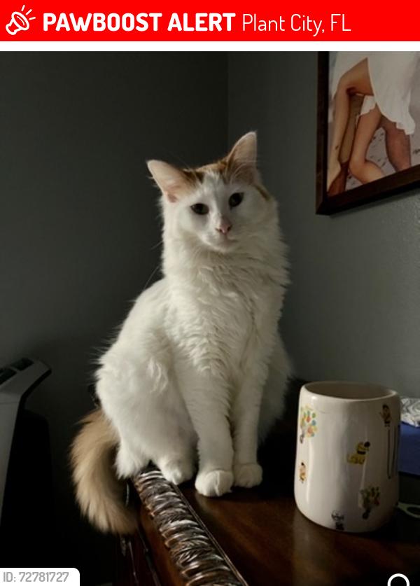 Lost Male Cat last seen Walden Lake, Plant City, FL 33566