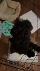 Lost Female Dog last seen Janesville , Forest Park, IL 60130