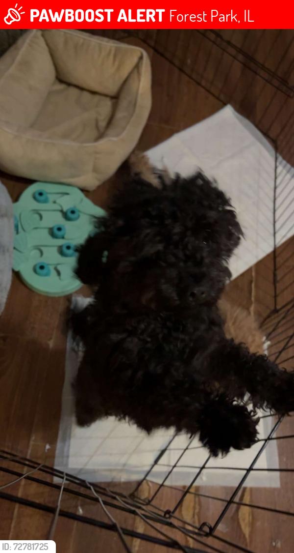 Lost Female Dog last seen Janesville , Forest Park, IL 60130