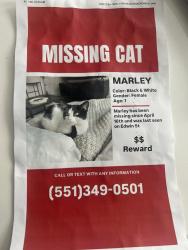 Lost Female Cat last seen Arthur , Ridgefield Park, NJ 07660