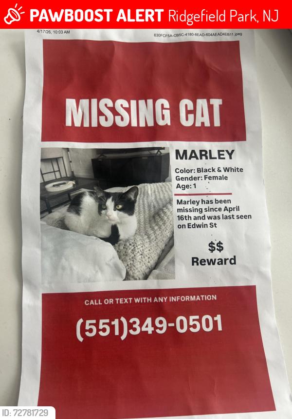 Lost Female Cat last seen Arthur , Ridgefield Park, NJ 07660