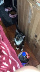 Lost Male Cat last seen Near 152b , Edmonton, AB T5X 1G2
