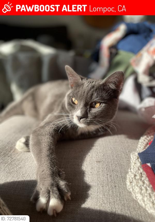 Lost Female Cat last seen Near block West Airport Avenue, Lompoc, CA 93436