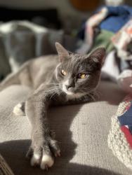 Lost Female Cat last seen Near block West Airport Avenue, Lompoc, CA 93436