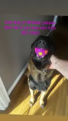 Lost Male Dog last seen San Gabriel riverbed, Whittier, CA 90602