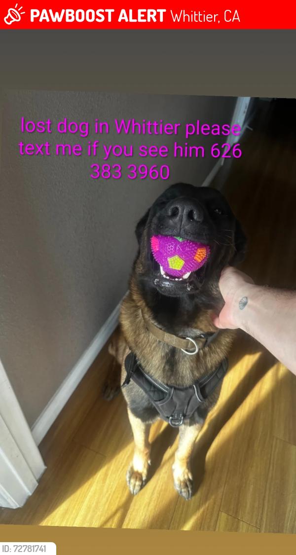 Lost Male Dog last seen San Gabriel riverbed, Whittier, CA 90602