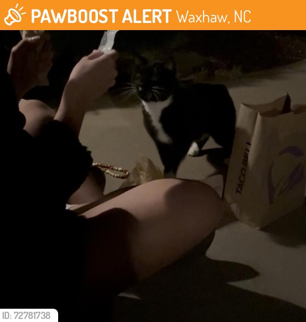 Found/Stray Unknown Cat last seen Near 8209 Caesars Head drive, Waxhaw, NC 28173
