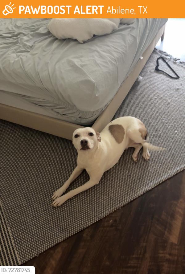 Found/Stray Female Dog last seen apmt complex  behind braums , Abilene, TX 79602