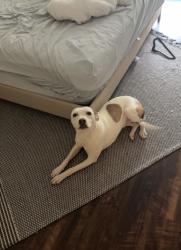 Found/Stray Female Dog last seen apmt complex  behind braums , Abilene, TX 79602