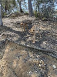 Found/Stray Female Dog last seen Hosp grove in the park, Carlsbad, CA 92008