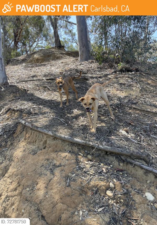 Found/Stray Female Dog last seen Hosp grove in the park, Carlsbad, CA 92008