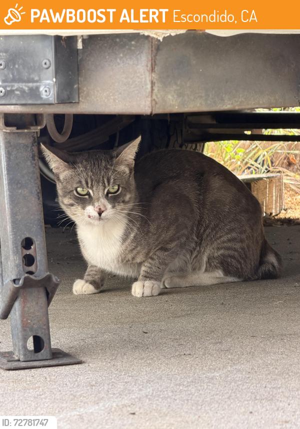Found/Stray Unknown Cat last seen Schafer Pl and 5th Ave, Escondido, CA 92025