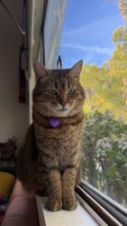 Lost Female Cat last seen Near Allen Ave, Glendale, Glendale, CA 91201