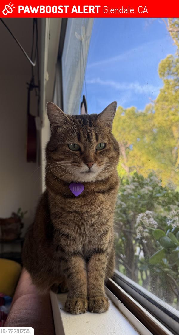Lost Female Cat last seen Near Allen Ave, Glendale, Glendale, CA 91201