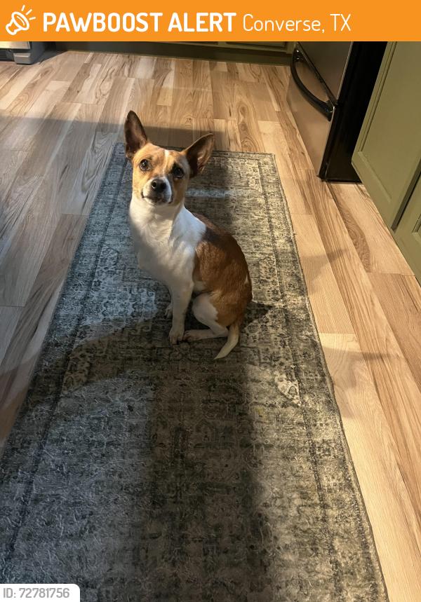 Found/Stray Male Dog last seen Neighborhood Walmart parking lot , Converse, TX 78109