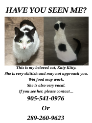 Lost Female Cat last seen Near lindan st smithville, Smithville, ON L0R 2A0