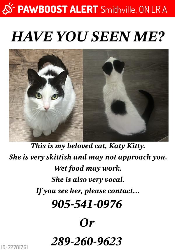 Lost Female Cat last seen Near lindan st smithville, Smithville, ON L0R 2A0