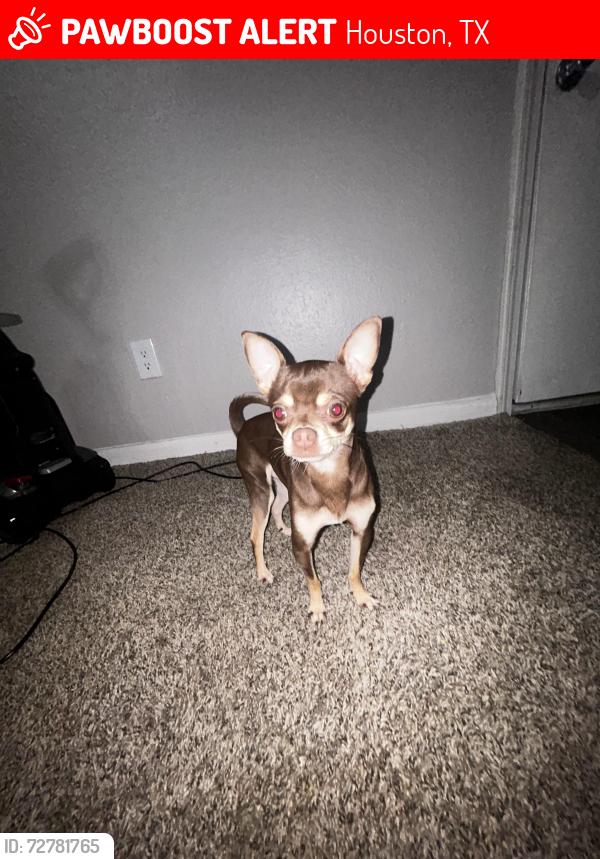 Lost Male Dog last seen Near Bissonnet st, Houston, TX 77074