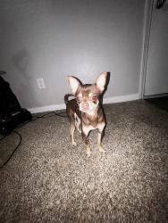 Lost Male Dog last seen Near Bissonnet st, Houston, TX 77074