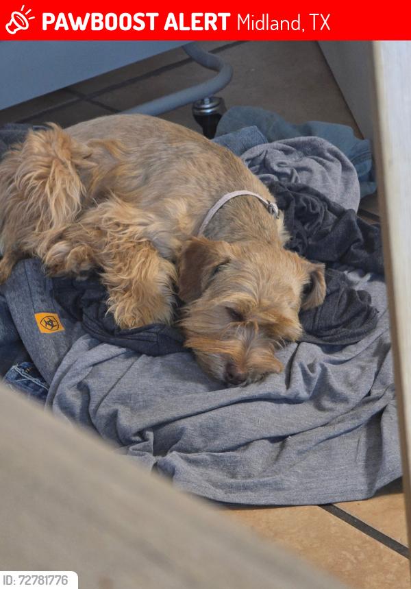 Lost Female Dog last seen Lamesa ave, Midland, TX 79705