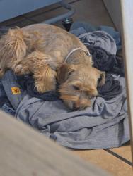 Lost Female Dog last seen Lamesa ave, Midland, TX 79705