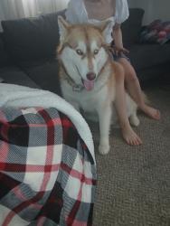Lost Female Dog last seen Harrison Ave and Mullen, Cincinnati, OH 45247