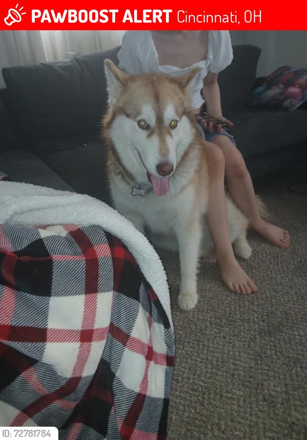 Lost Female Dog last seen Harrison Ave and Mullen, Cincinnati, OH 45247