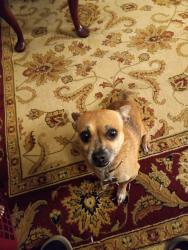 Lost Male Dog last seen Natures peace… shadyGrove Road, Cumming, GA 30041
