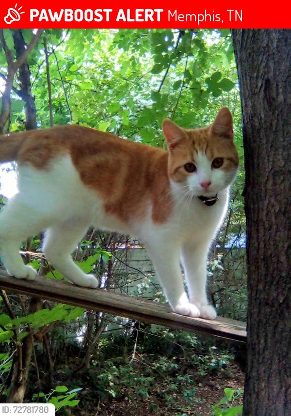 Lost Male Cat last seen Wells Station, Macon, Berclair area, Memphis, TN 38122